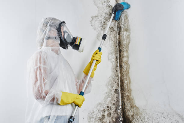 Environmental Consulting for Mold Prevention in Tracy City, TN